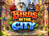 Birds in The City