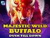 Majestic Wild Buffalo Dusk Till Dawn