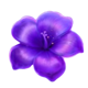 4 fairy flowers hold and win scatter 4 symbol