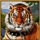 amazons battle tiger symbol