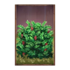 big stack lumberjack bush symbol