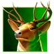 big wild buffalo deer symbol