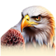 buffalo mania thunder springs eagle symbol