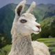 destiny wild alpaca symbol