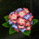 enchanted garden ii floawers symbol