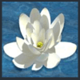enchanted prince flower symbol