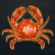 extreme fishing crab symbol