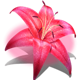 fairy belle scatter symbol