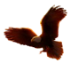 fire stampede ultimate ridin the respin eagle symbol