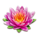 golden ox lotus symbol
