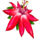 jumping jaguar flower2 symbol