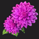 lucky dala muerta flower symbol