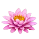 mighty hot amazonia flower 2 symbol