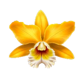 mighty hot amazonia flower symbol