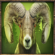 mountain legends 2 ram symbol