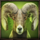 mountain legends goat symbol