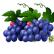 multi hot wild ways grapes symbol