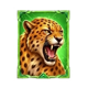 riot feral riches hold and win cheetah symbol