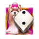 the dog house dice show dog 2 symbol