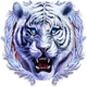 tigers claw 1