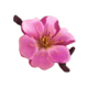 unbridled fortune pink flower symbol
