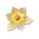 unbridled fortune white flower symbol