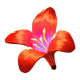 wings of riches 8