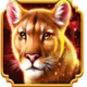 wolf fang nights of magic tiger symbol