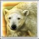 wolf fang snowfall polar bear symbol
