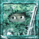 centurion bigger big money wild 5 symbol