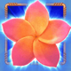 hawaiian dreams wild symbol