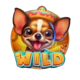 magnet storm chili chihuahua wild symbol