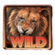safari expedition wild symbol
